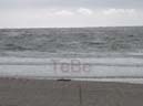 39_Skop_Sylt_062009